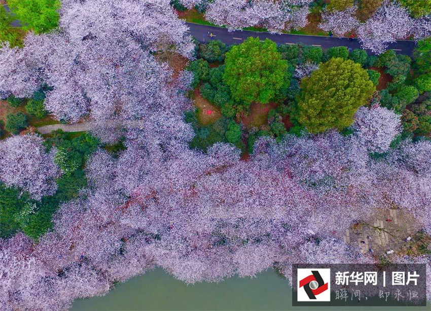 Luftbilder: Kirschblüten in Hunan