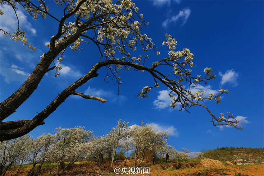 Idyllische Birnenblüte in Yunnan