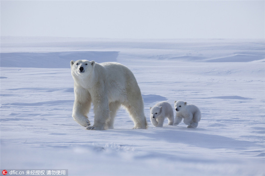Entzückende Momente der Eisb?renbabys