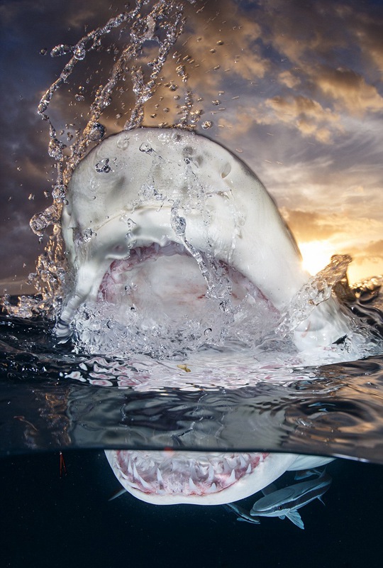 Die besten Unterwasserfotos der Welt