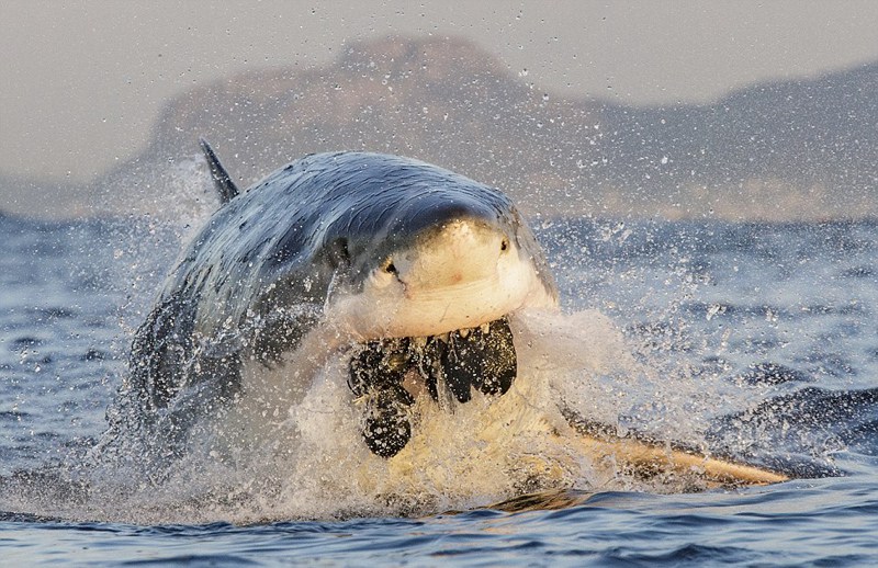 Die besten Unterwasserfotos der Welt