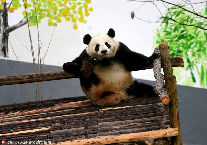 ?Kung-Fu-Panda“ in Luoyang