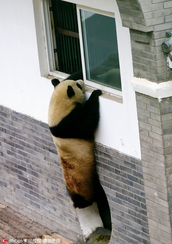 ?Kung-Fu-Panda“ in Luoyang