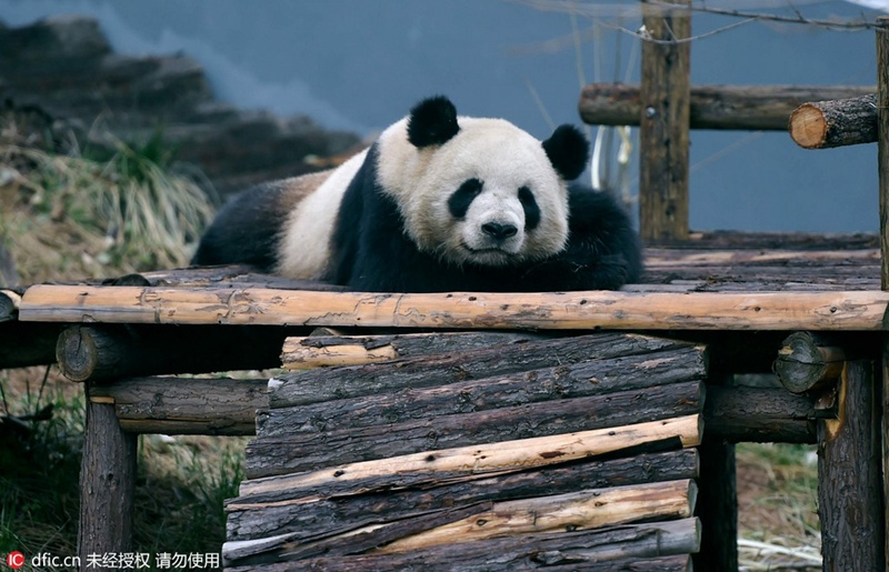?Kung-Fu-Panda“ in Luoyang