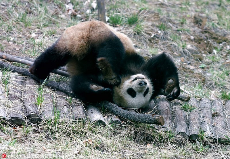 ?Kung-Fu-Panda“ in Luoyang
