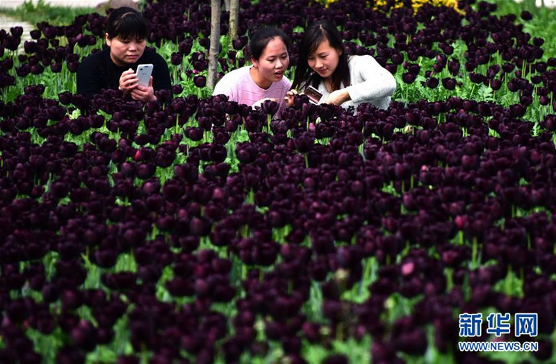 Tulpenmeer in Wuhan