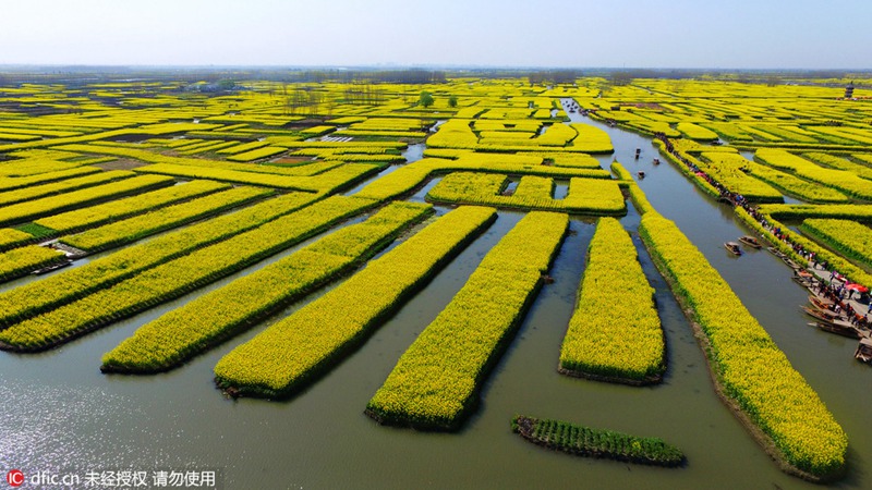 Rapsblütenmeer in Xinghua