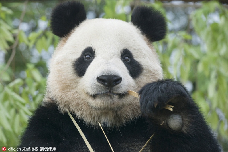 Chinesische Pandas vor ihrem offiziellen Debüt in Südkorea