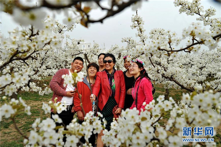 Wei?e Birnenblüte in Hebei