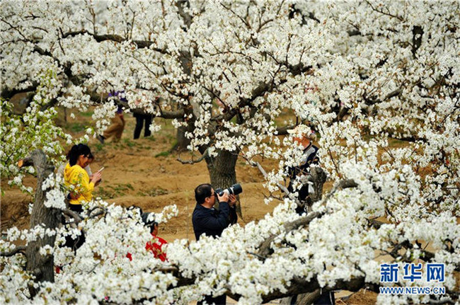 Wei?e Birnenblüte in Hebei