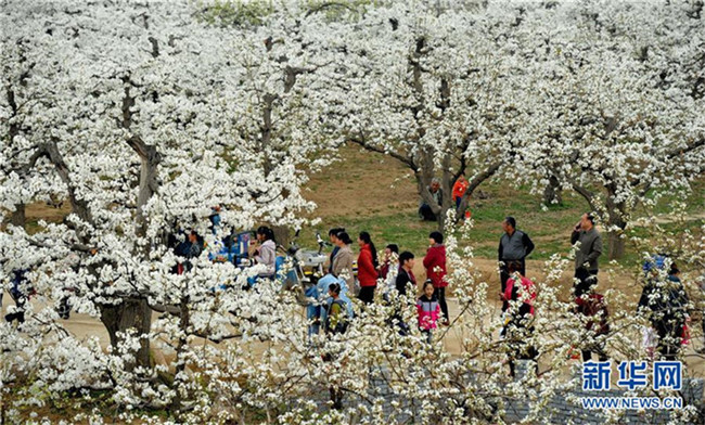 Wei?e Birnenblüte in Hebei