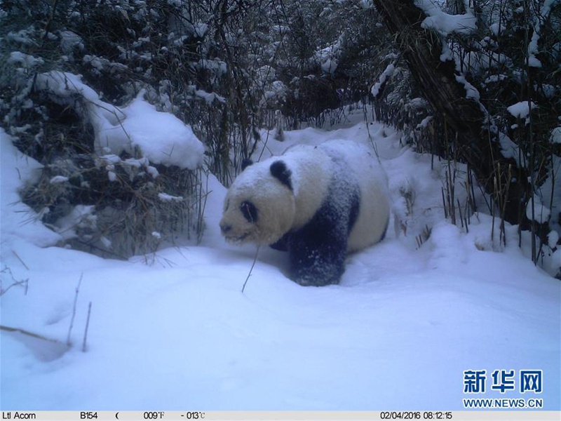 Wildlebender Pandab?r streift durch den Schnee