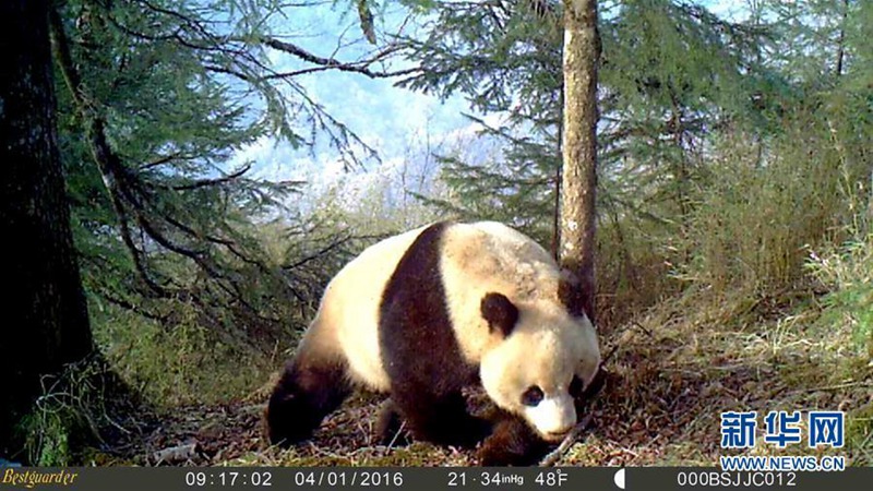 Wildlebender Pandab?r streift durch den Schnee