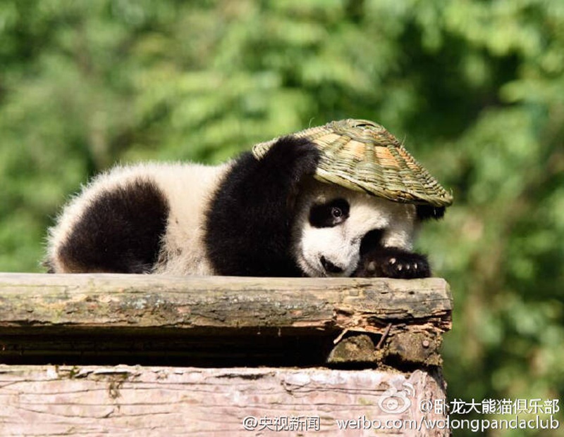 ?Kung Fu Panda“ in Sichuan