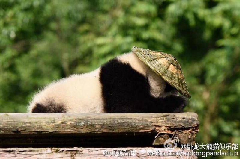 ?Kung Fu Panda“ in Sichuan