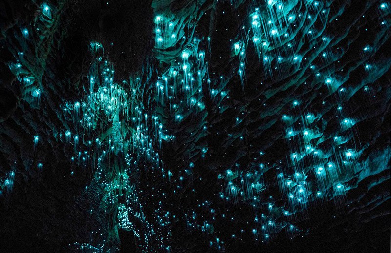 Magische Glühwürmchen-H?hle in Neuseeland