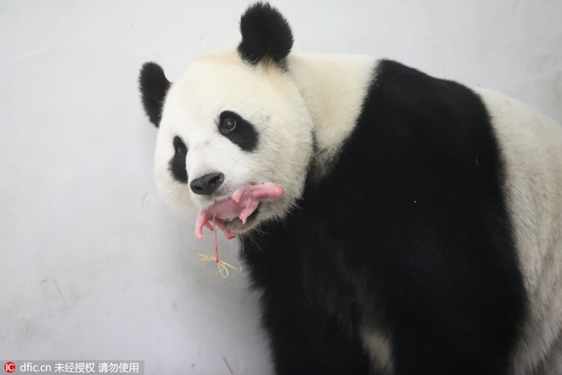 Panda-Mutterglück in Belgien 