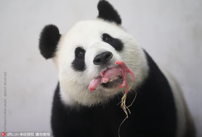 Panda-Mutterglück in Belgien 