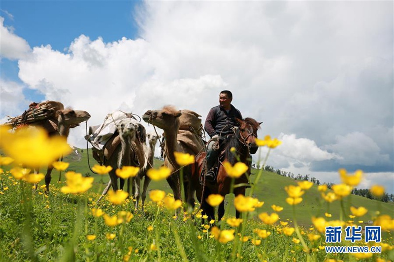 Sommerviehtrieb in Altay