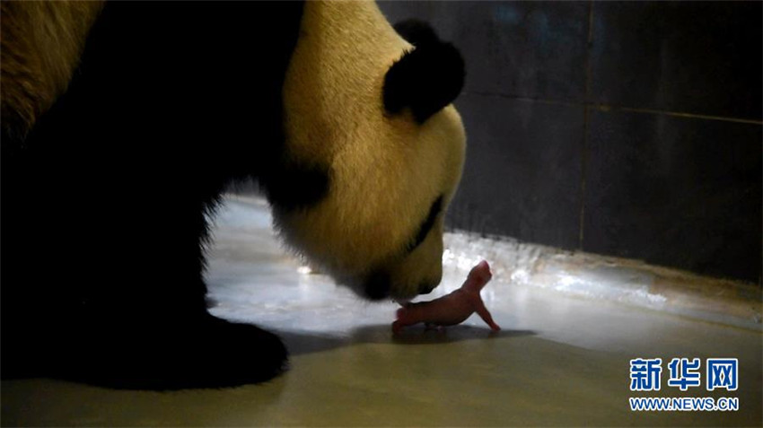 Panda in Macao bringt Zwillinge zur Welt