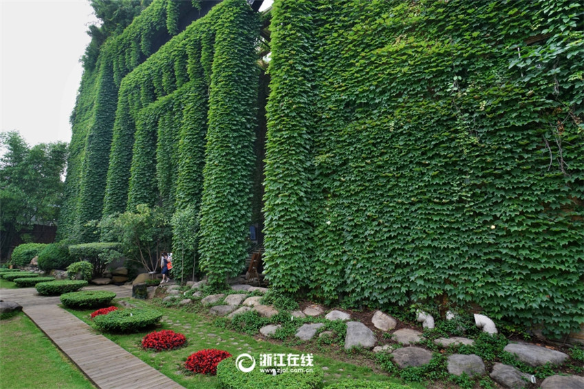 Wie aus dem M?rchen – Grün umranktes Haus in Wenzhou