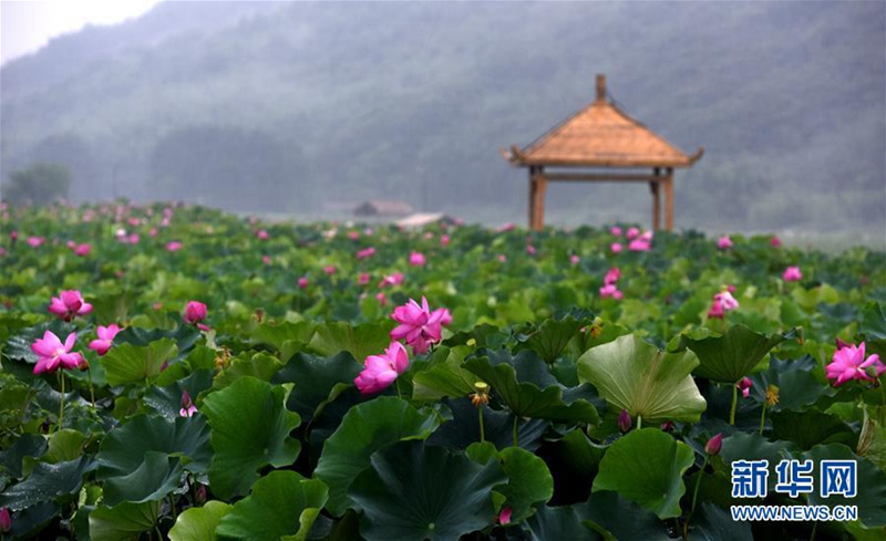 überirdisch sch?n: Lotusmeer in Jiangxi