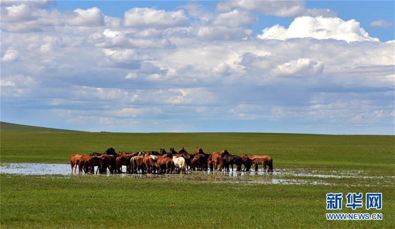 Die Sch?nheit des Graslands von Xilingol
