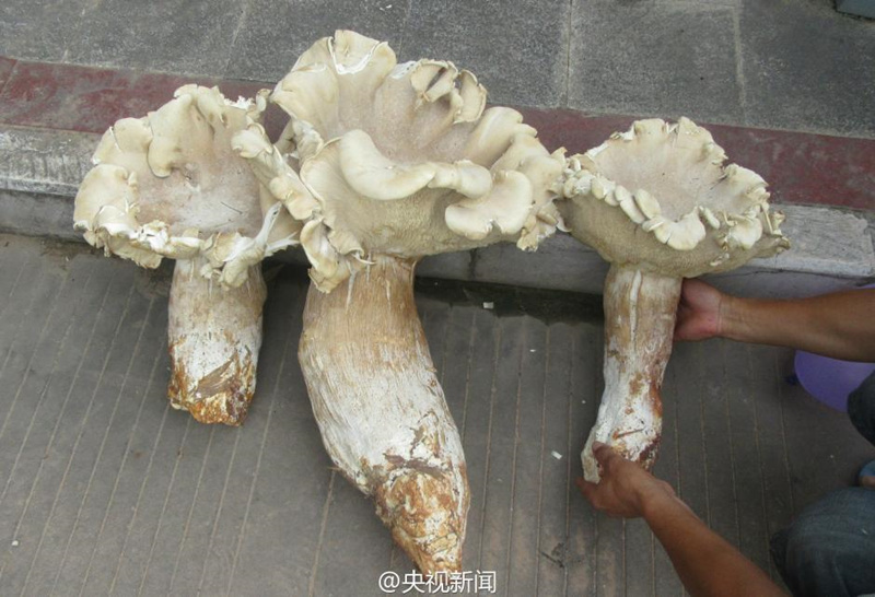 Yunnan: Ein Dorfbewohner entdeckt drei riesige Waldpilze