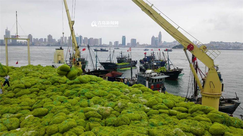 Gigantische Algenplage in Qingdao
