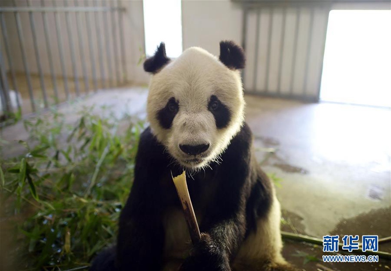 Altenheim der Pandas in Sichuan