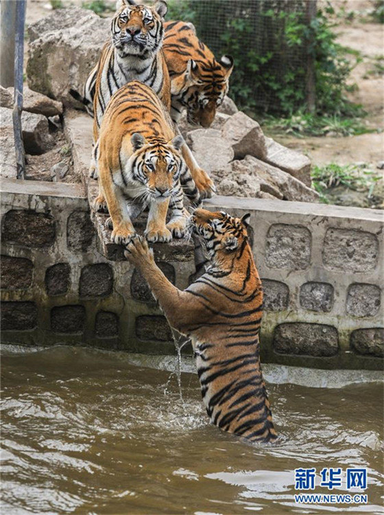 Sibirische Tiger genie?en sommerliche Abkühlung