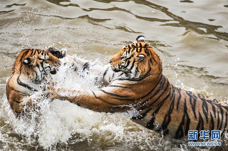 Sibirische Tiger genie?en sommerliche Abkühlung