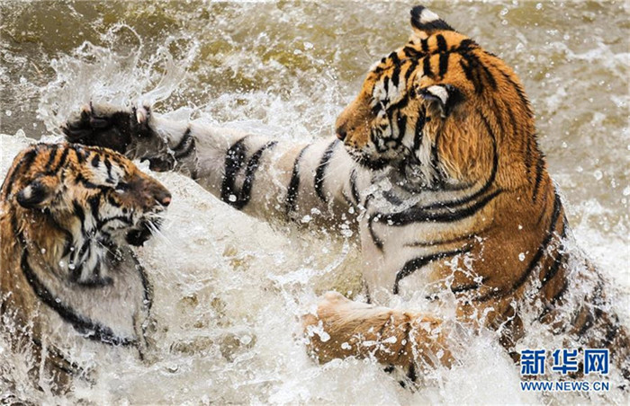 Sibirische Tiger genie?en sommerliche Abkühlung