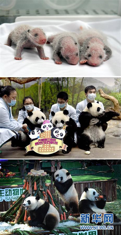 Guangzhou feiert Geburtstag von Pandadrillingen