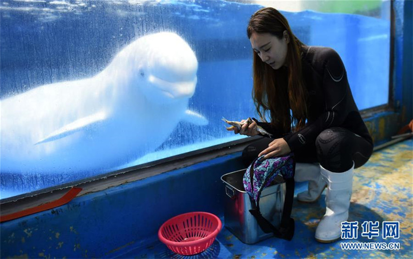 Junge Wei?wal-Trainerin in Harbin