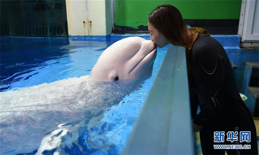 Junge Wei?wal-Trainerin in Harbin