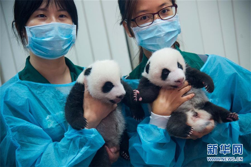 Macau pr?sentiert Panda-Zwillinge