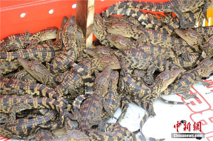 Fast 1.000 Siam-Krokodile im chinesisch-vietnamesischen Grenzgebiet entdeckt