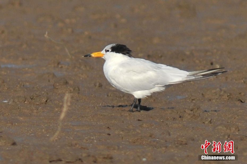 ?Mythischer Vogel“ in Qingdao beobachtet
