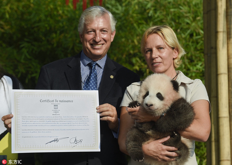 Erster belgischer Panda auf den Namen ?Tianbao“ getauft