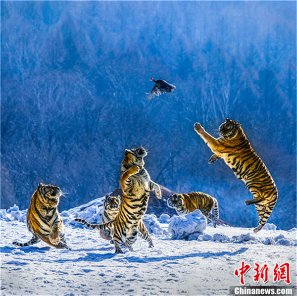 Fotowettbewerb: ?Wundersch?nstes China“