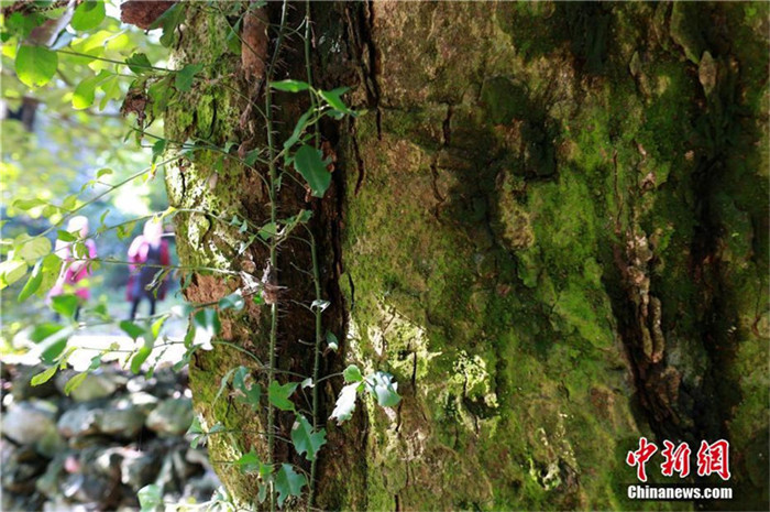 1.200-j?hriger Lorbeerbaum in Hubei entdeckt