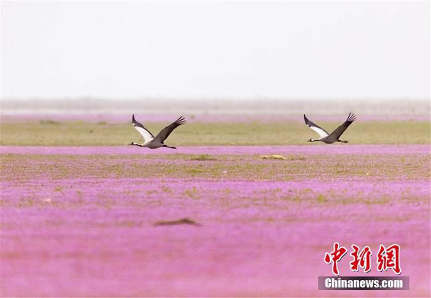 Poyang-See: Paradies für überwinternde V?gel