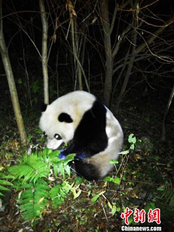 Ins Wasser gefallender Panda erfolgreich gerettet