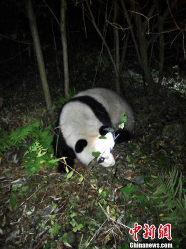 Ins Wasser gefallender Panda erfolgreich gerettet