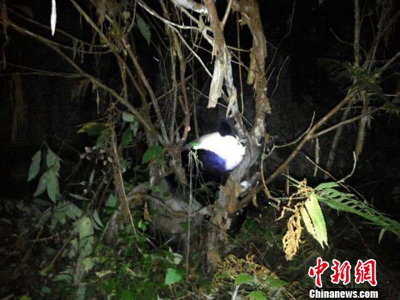 Ins Wasser gefallender Panda erfolgreich gerettet