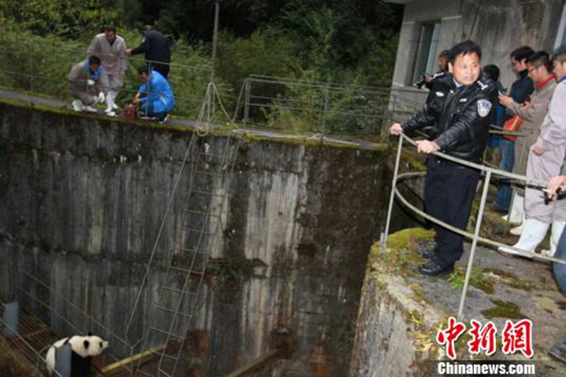 Ins Wasser gefallender Panda erfolgreich gerettet