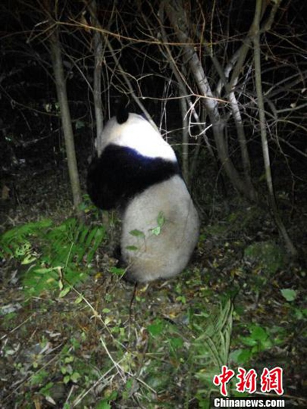 Ins Wasser gefallender Panda erfolgreich gerettet