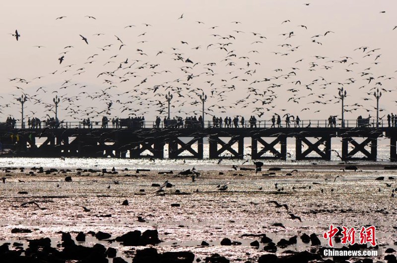 Qingdaos beste Zeit für die Vogelbeobachtung