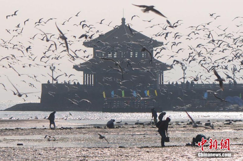 Qingdaos beste Zeit für die Vogelbeobachtung